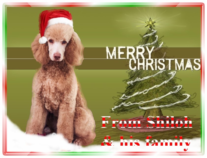 Name:  shiloh-christmas-card-2.jpg
Views: 6400
Size:  122.6 KB