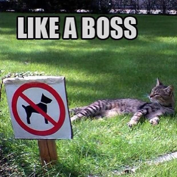 Name:  Cat_Boss.jpg
Views: 1167
Size:  75.4 KB