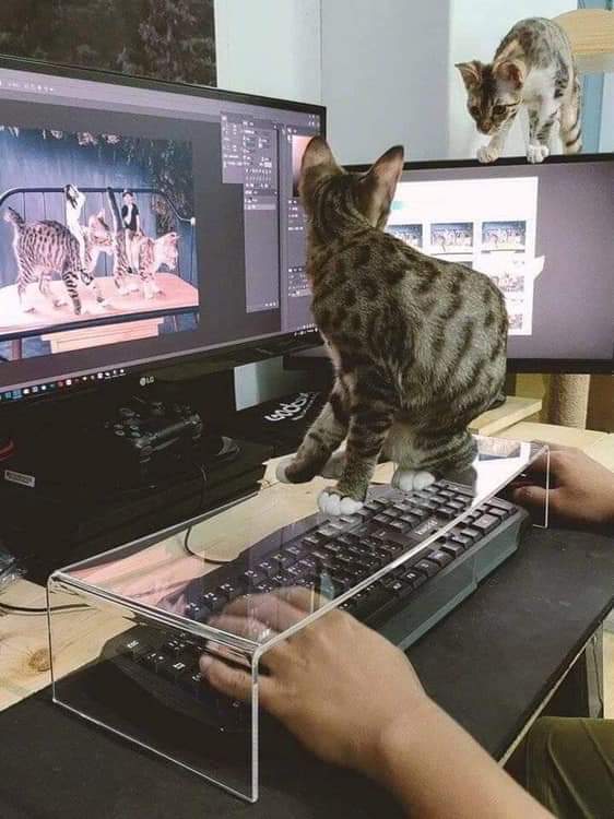 Name:  Cat_Keyboard.jpg
Views: 1331
Size:  48.8 KB