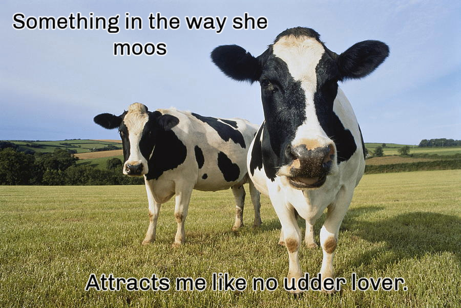 Name:  Cows. (1).jpg
Views: 925
Size:  247.6 KB