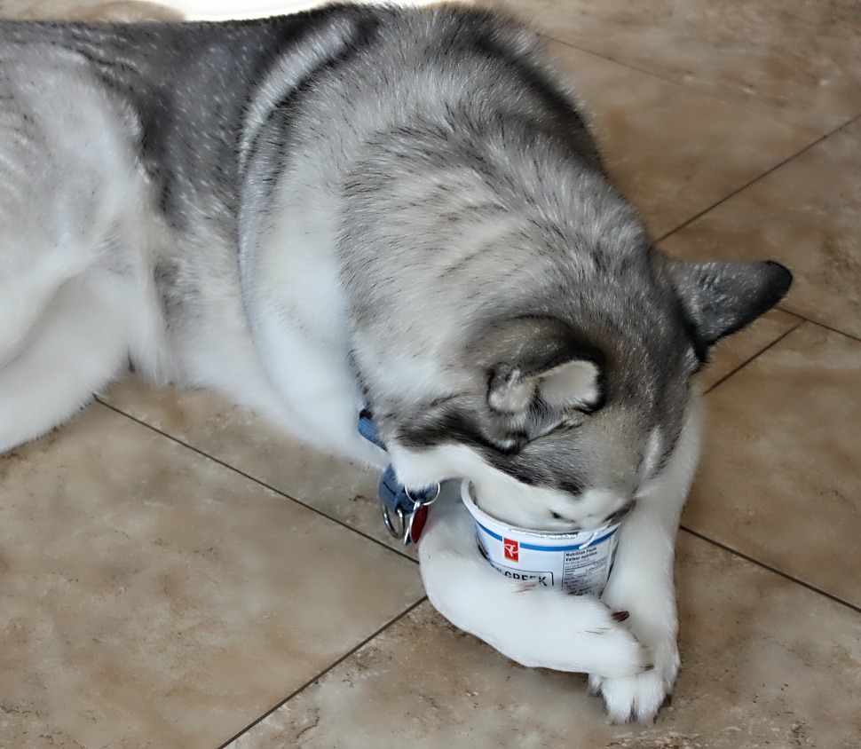 Name:  Yogurt.JPG
Views: 862
Size:  193.2 KB