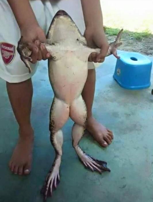 Name:  Frog..jpg
Views: 673
Size:  83.0 KB