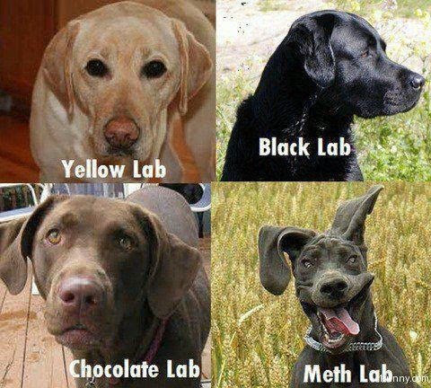 Name:  meth-lab-dog.png
Views: 1046
Size:  495.1 KB