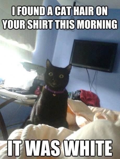 Name:  Cat_Shirt.jpg
Views: 966
Size:  40.5 KB