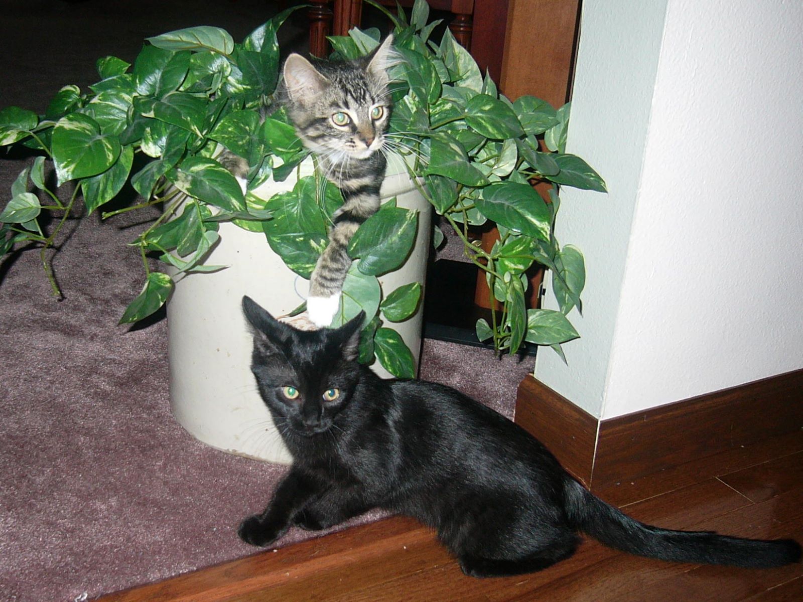 Name:  Tolouse and Allie kittens.jpg
Views: 1284
Size:  311.0 KB