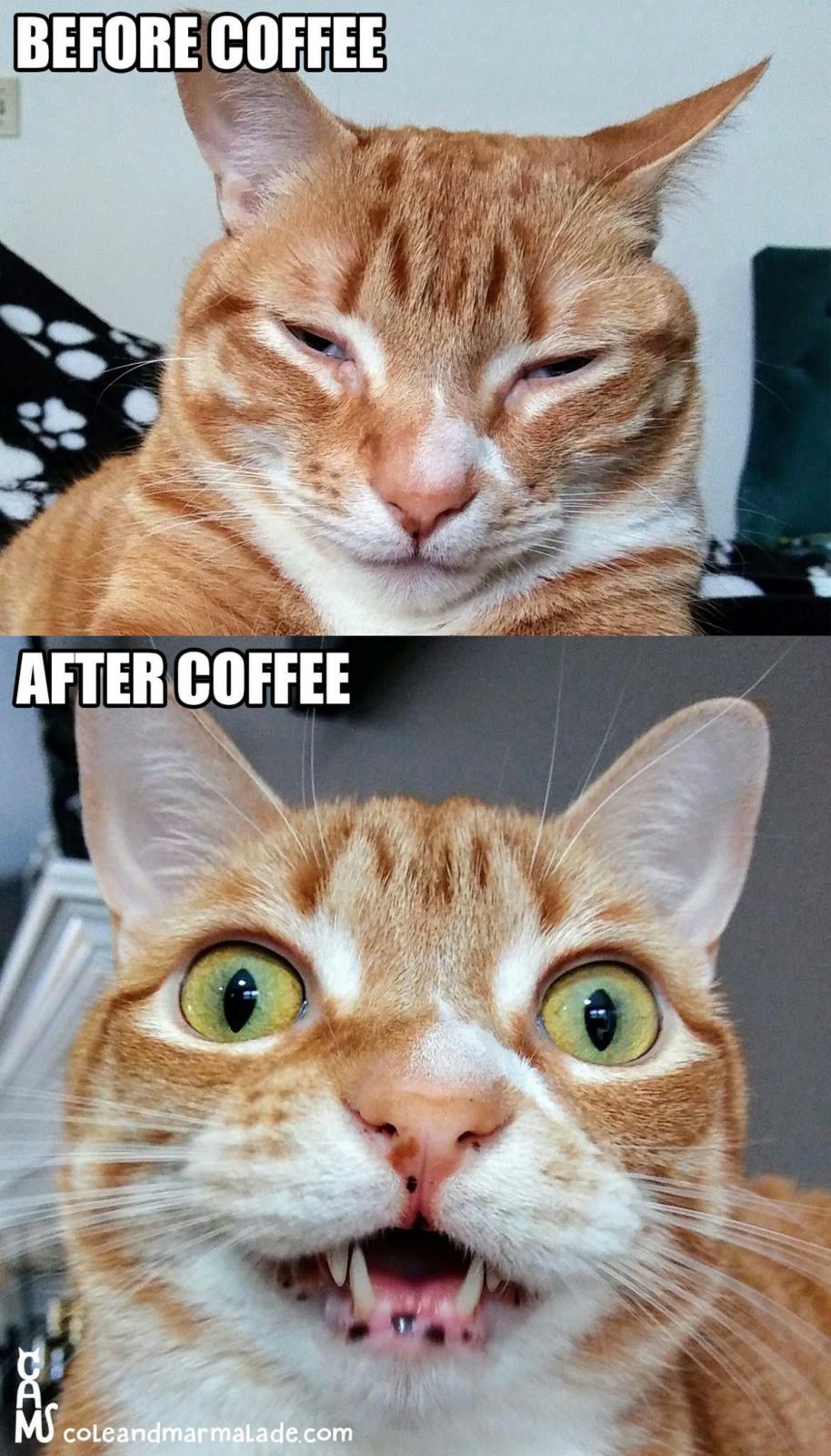 Name:  Coffee_Cat.jpg
Views: 880
Size:  207.5 KB