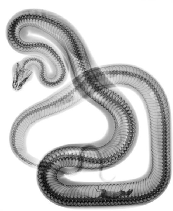 Name:  snake.jpg
Views: 836
Size:  57.4 KB