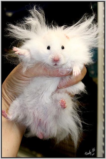 Name:  Hamster_Hair.jpg
Views: 443
Size:  51.9 KB