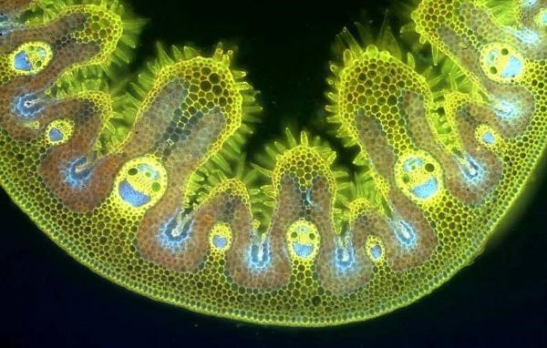 Name:  Grass cells..jpg
Views: 382
Size:  75.3 KB