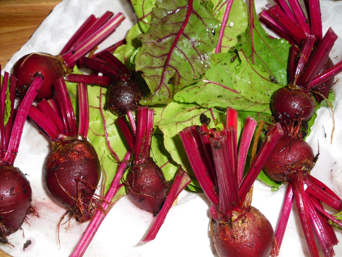 Name:  Beets..JPG
Views: 590
Size:  179.5 KB