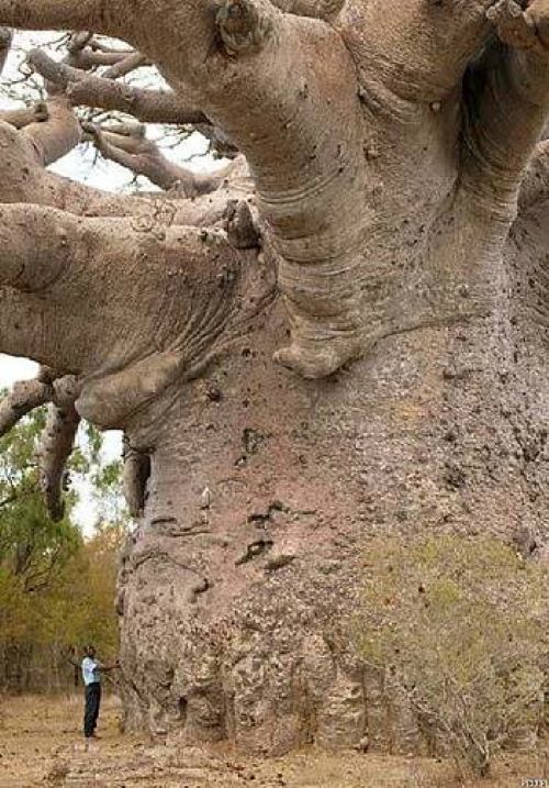 Name:  Baobab tree..jpg
Views: 317
Size:  100.8 KB