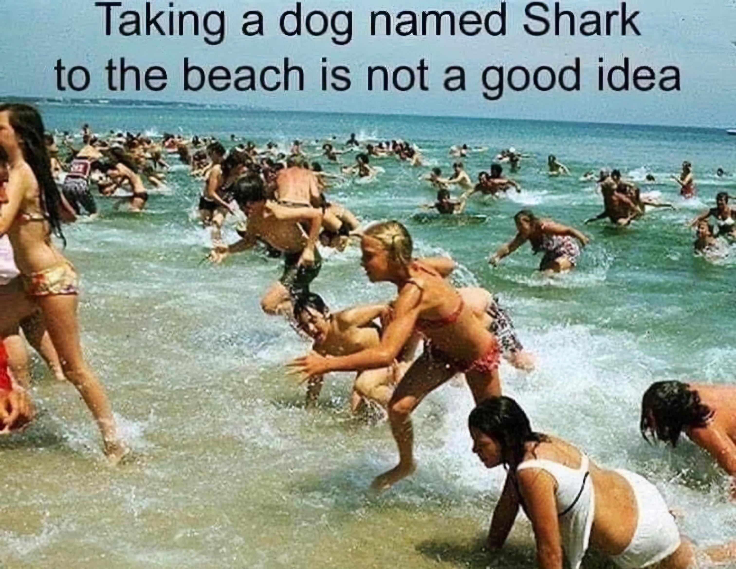 Name:  Dog_Shark.jpg
Views: 374
Size:  606.4 KB