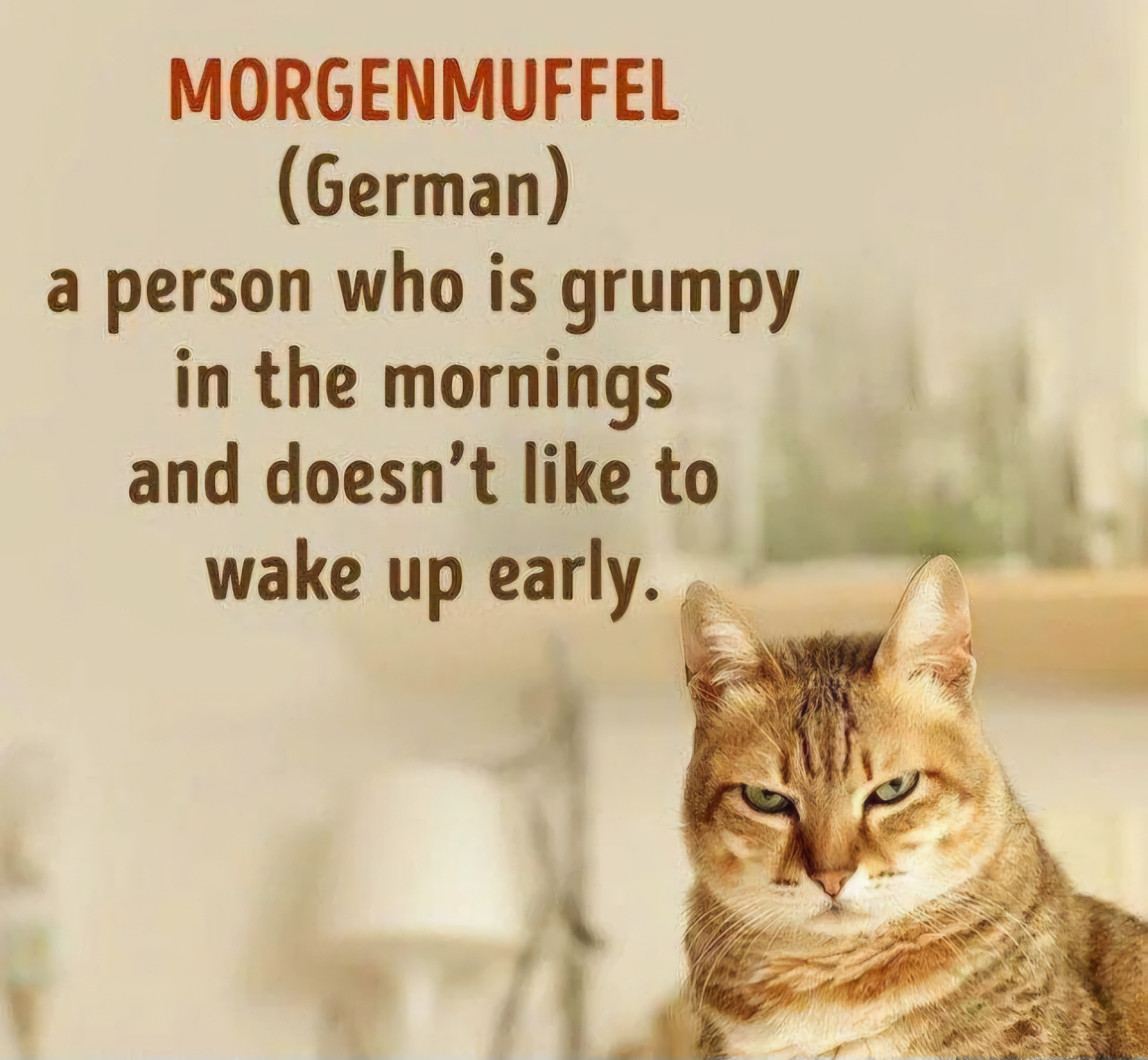 Name:  Morgenmuffel.jpg
Views: 1940
Size:  988.9 KB