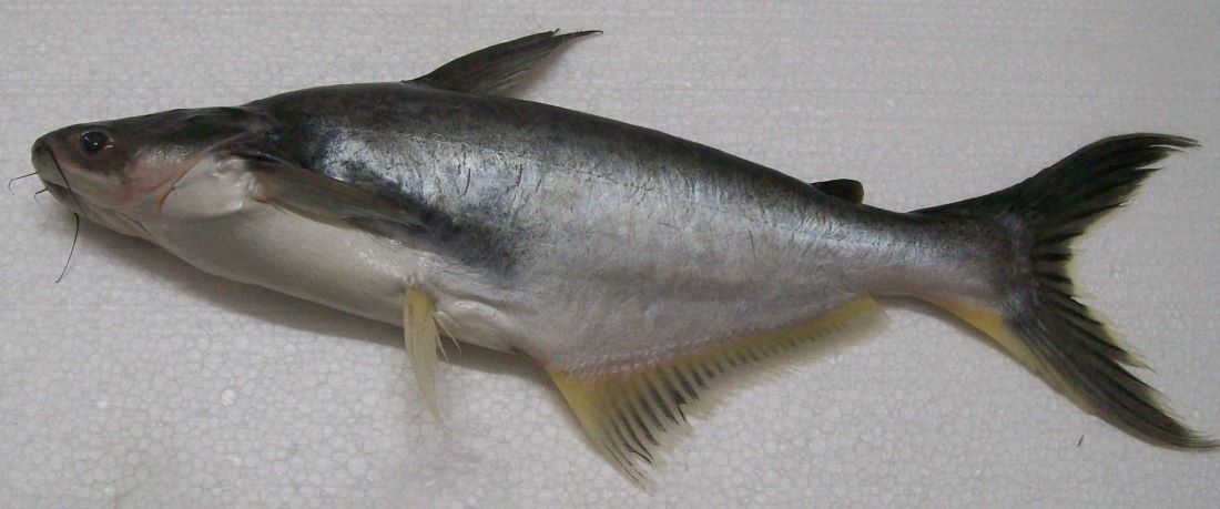 Name:  Pangasius filet.jpg
Views: 352
Size:  69.2 KB