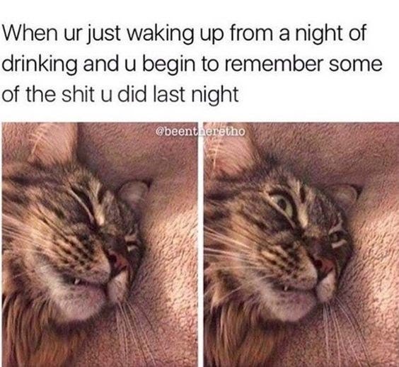 Name:  Drunk_Cat.jpeg
Views: 335
Size:  61.4 KB