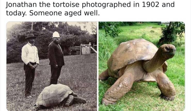 Name:  Tortoise.jpg
Views: 912
Size:  98.1 KB