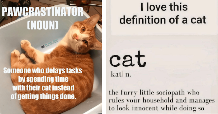 Name:  cat-the-furry-little-sociopath-who-rules-your-household-and-manages-to-look-innocent-while-doing.png
Views: 526
Size:  417.0 KB