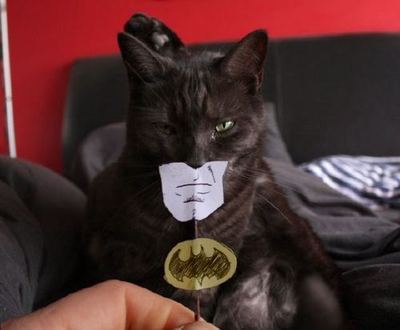 Name:  batcat.jpg
Views: 3336
Size:  16.1 KB